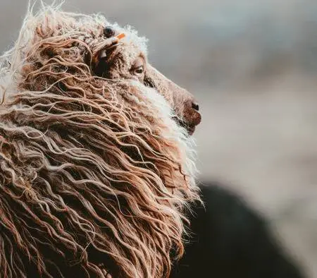 Scheerwol voor dekbed