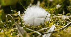 Foto van Daan verstappen