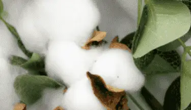 Katoenen-voor-dekbed-2-2