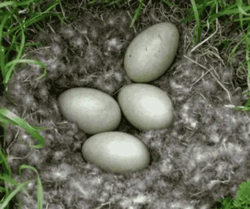 Dons rondom eidereend nest