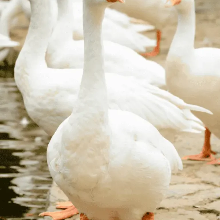 De herkomst van dons